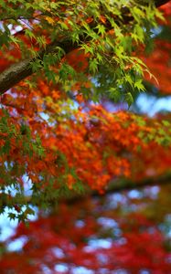 Preview wallpaper maple, leaves, branches, trees, blur