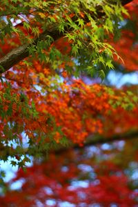 Preview wallpaper maple, leaves, branches, trees, blur