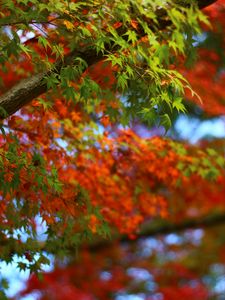 Preview wallpaper maple, leaves, branches, trees, blur