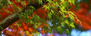 Preview wallpaper maple, leaves, branches, trees, blur