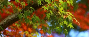 Preview wallpaper maple, leaves, branches, trees, blur