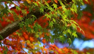 Preview wallpaper maple, leaves, branches, trees, blur