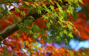 Preview wallpaper maple, leaves, branches, trees, blur