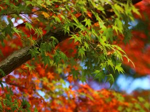 Preview wallpaper maple, leaves, branches, trees, blur