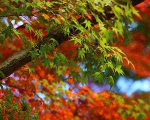 Preview wallpaper maple, leaves, branches, trees, blur