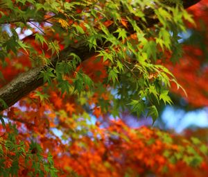 Preview wallpaper maple, leaves, branches, trees, blur