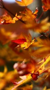 Preview wallpaper maple, leaves, branches, blur, autumn