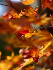 Preview wallpaper maple, leaves, branches, blur, autumn