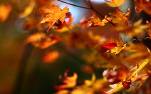 Preview wallpaper maple, leaves, branches, blur, autumn