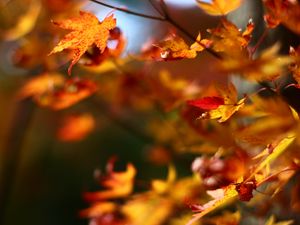 Preview wallpaper maple, leaves, branches, blur, autumn