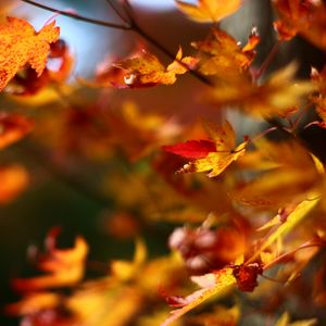 Preview wallpaper maple, leaves, branches, blur, autumn