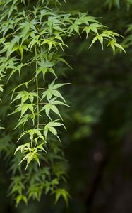 Preview wallpaper maple, leaves, branches, blur