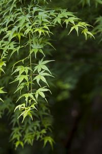 Preview wallpaper maple, leaves, branches, blur