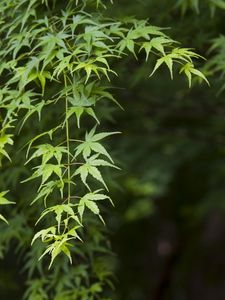 Preview wallpaper maple, leaves, branches, blur