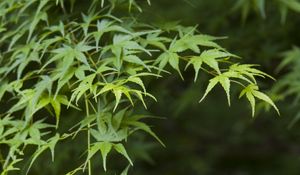 Preview wallpaper maple, leaves, branches, blur