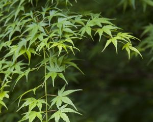 Preview wallpaper maple, leaves, branches, blur