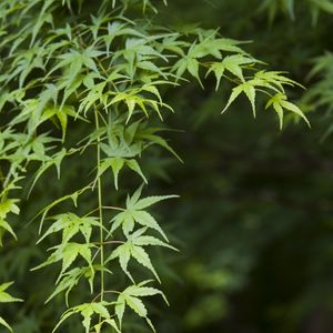 Preview wallpaper maple, leaves, branches, blur
