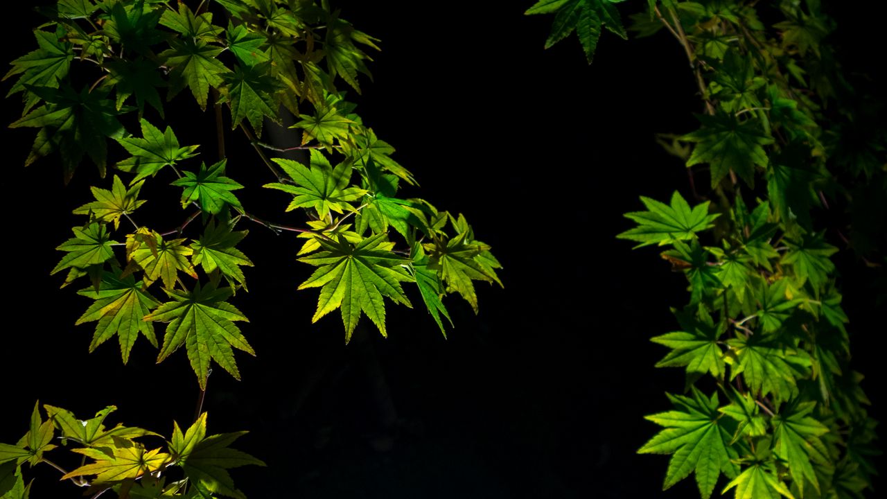 Wallpaper maple leaves, branches, leaves, black background