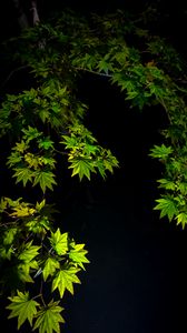 Preview wallpaper maple leaves, branches, leaves, black background