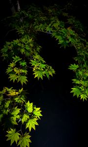 Preview wallpaper maple leaves, branches, leaves, black background