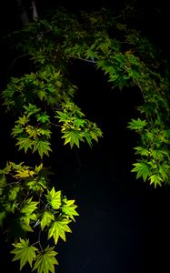 Preview wallpaper maple leaves, branches, leaves, black background