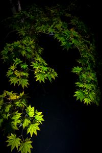 Preview wallpaper maple leaves, branches, leaves, black background