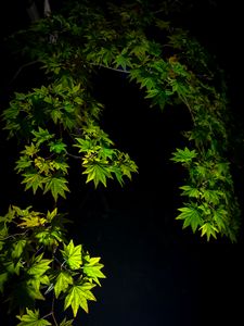 Preview wallpaper maple leaves, branches, leaves, black background