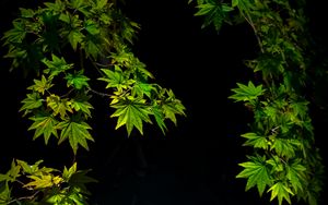 Preview wallpaper maple leaves, branches, leaves, black background