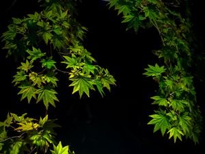 Preview wallpaper maple leaves, branches, leaves, black background