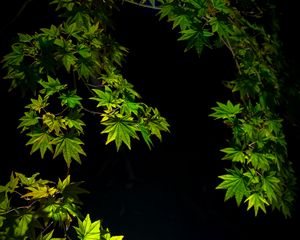 Preview wallpaper maple leaves, branches, leaves, black background