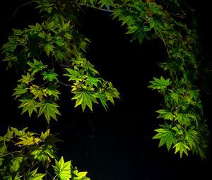 Preview wallpaper maple leaves, branches, leaves, black background