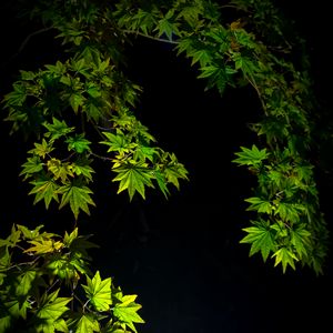 Preview wallpaper maple leaves, branches, leaves, black background