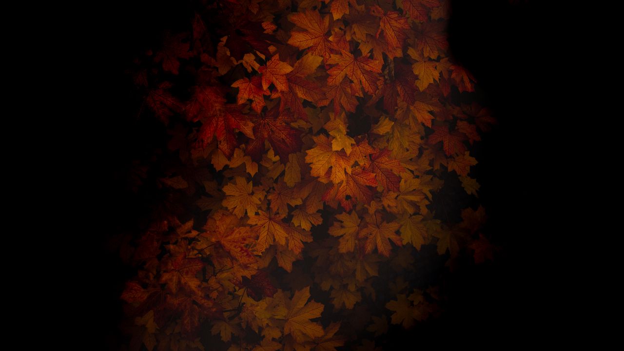 Wallpaper maple, leaves, dark, tree, autumn, shadow