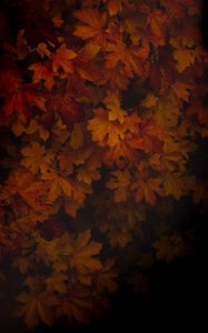 Preview wallpaper maple, leaves, dark, tree, autumn, shadow