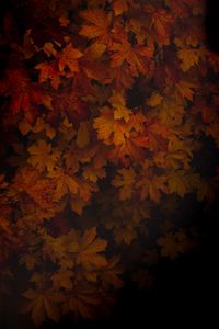 Preview wallpaper maple, leaves, dark, tree, autumn, shadow
