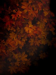 Preview wallpaper maple, leaves, dark, tree, autumn, shadow