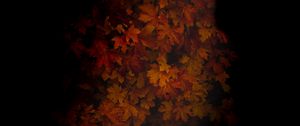 Preview wallpaper maple, leaves, dark, tree, autumn, shadow