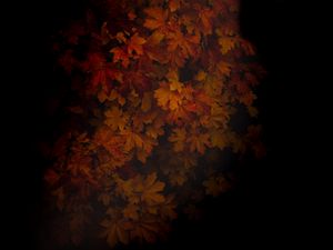 Preview wallpaper maple, leaves, dark, tree, autumn, shadow