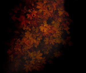 Preview wallpaper maple, leaves, dark, tree, autumn, shadow