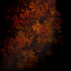 Preview wallpaper maple, leaves, dark, tree, autumn, shadow