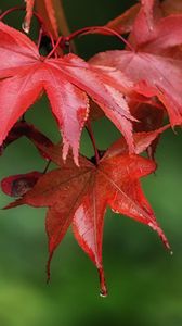 Preview wallpaper maple, leaves, drops, wet, macro