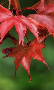 Preview wallpaper maple, leaves, drops, wet, macro
