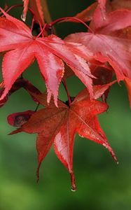 Preview wallpaper maple, leaves, drops, wet, macro