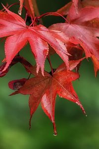 Preview wallpaper maple, leaves, drops, wet, macro