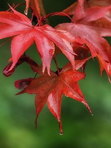 Preview wallpaper maple, leaves, drops, wet, macro