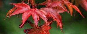 Preview wallpaper maple, leaves, drops, wet, macro