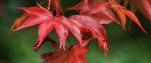 Preview wallpaper maple, leaves, drops, wet, macro