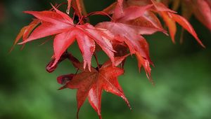 Preview wallpaper maple, leaves, drops, wet, macro