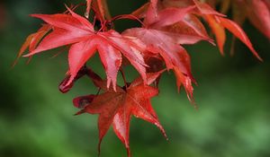 Preview wallpaper maple, leaves, drops, wet, macro