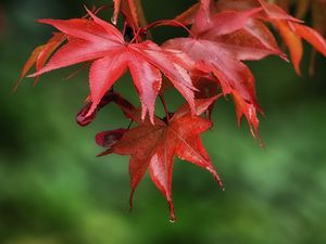 Preview wallpaper maple, leaves, drops, wet, macro